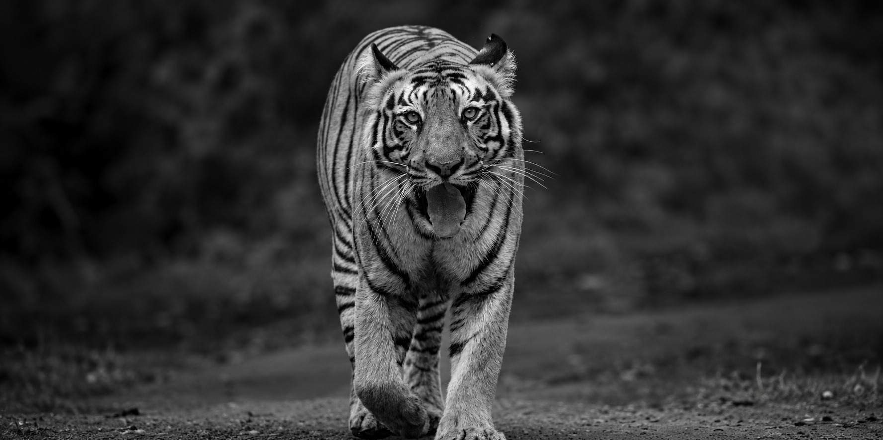 Bengal tiger portrait