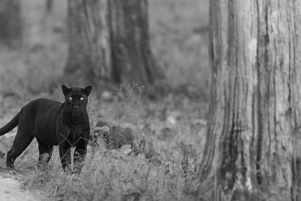 Your Next Safari Starts Here