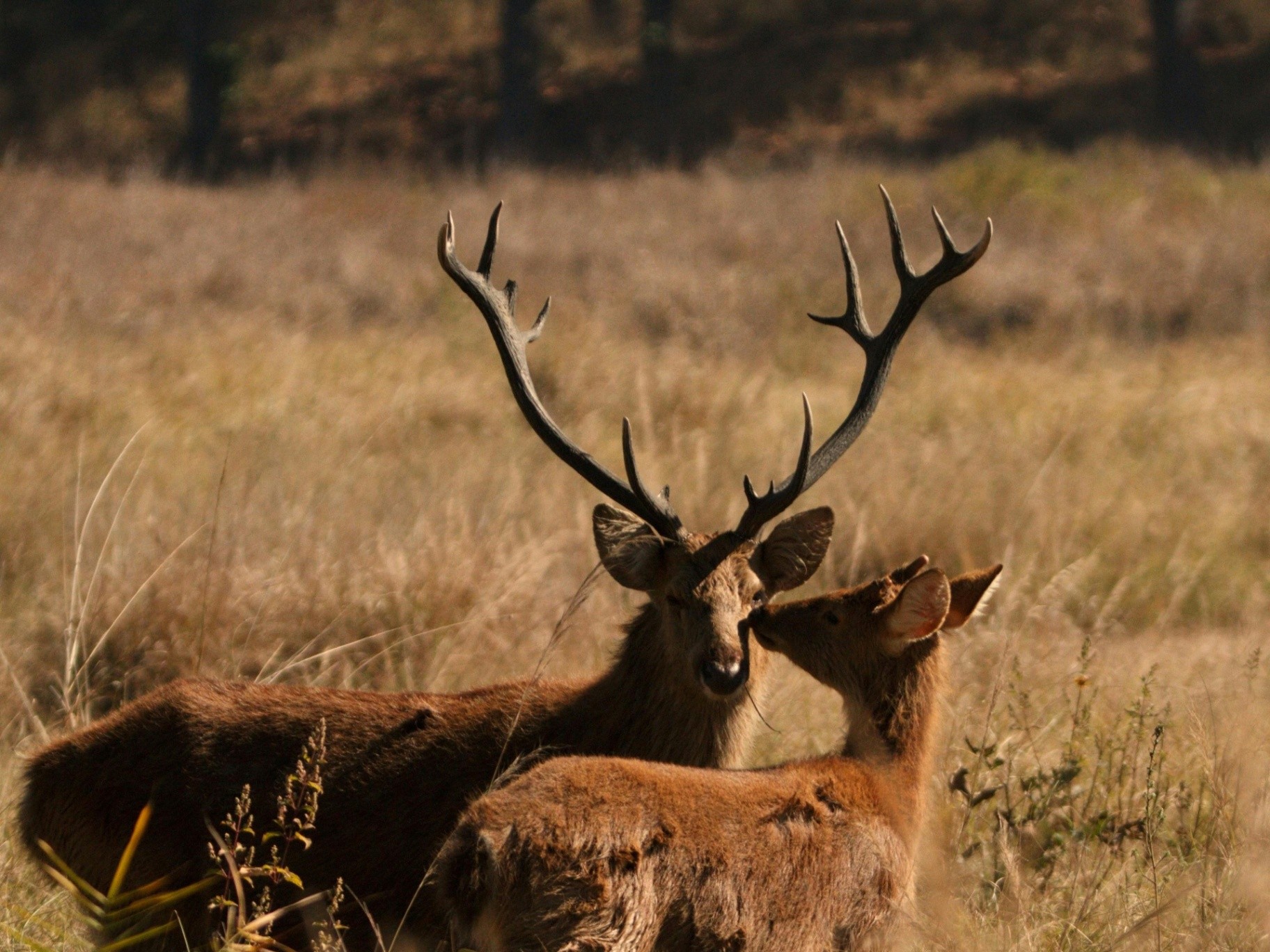 Kanha Forest Weekend