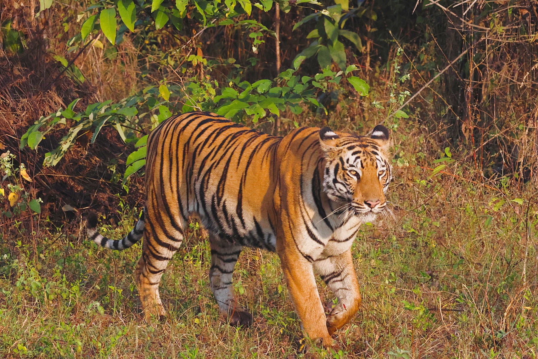 Bandhavgarh Short Break