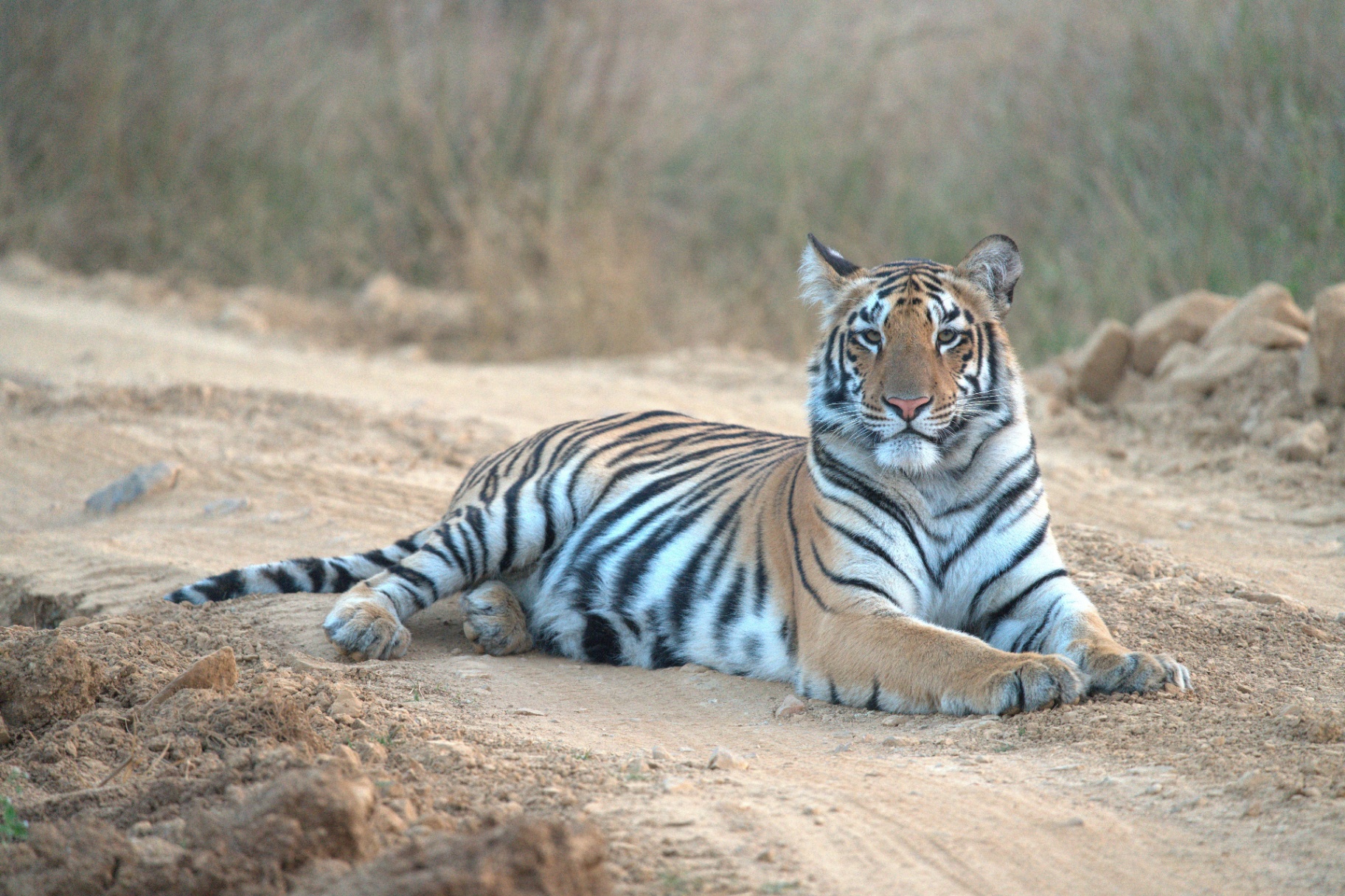 Tiger Reserves Of India