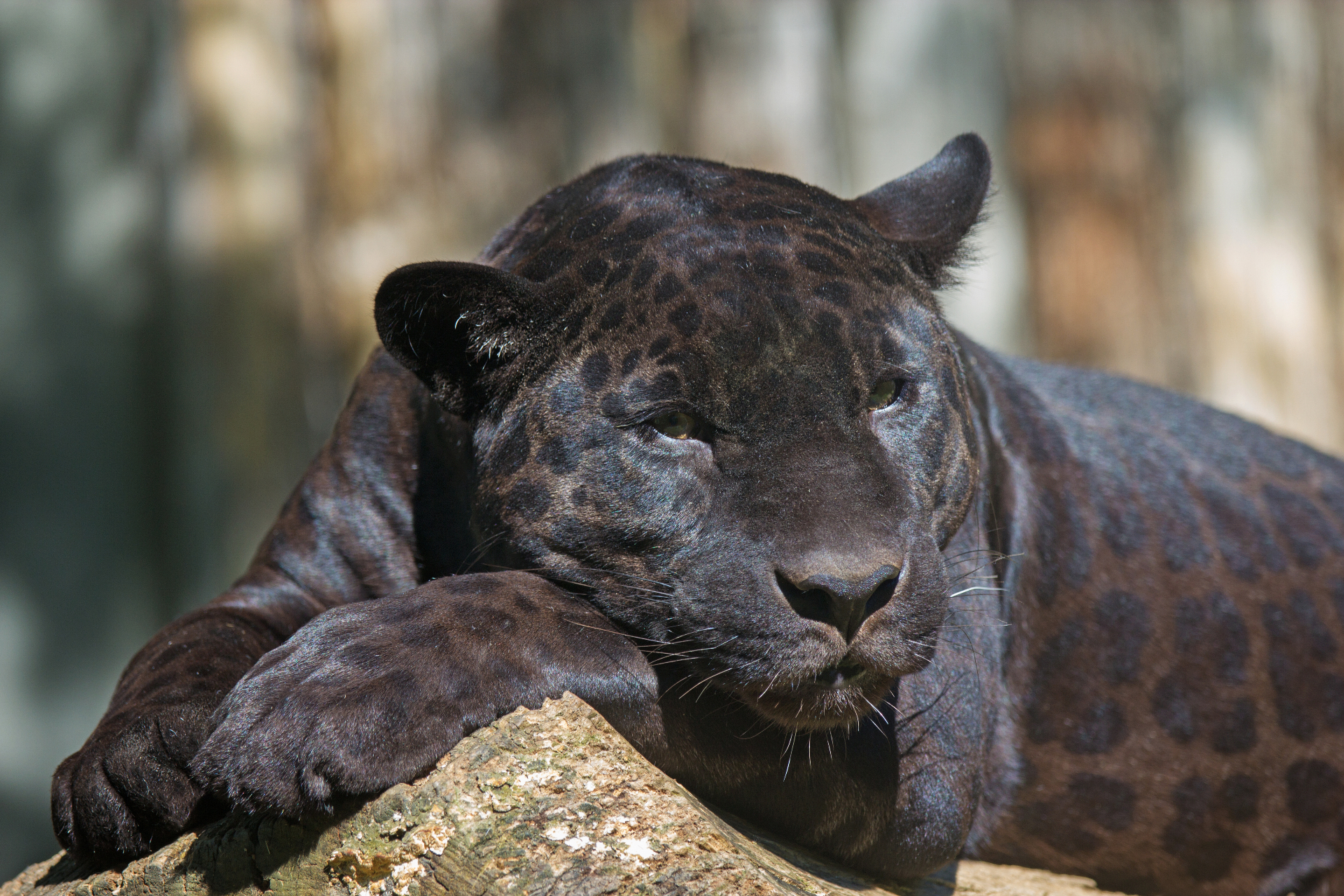 Pench Long Weekend
