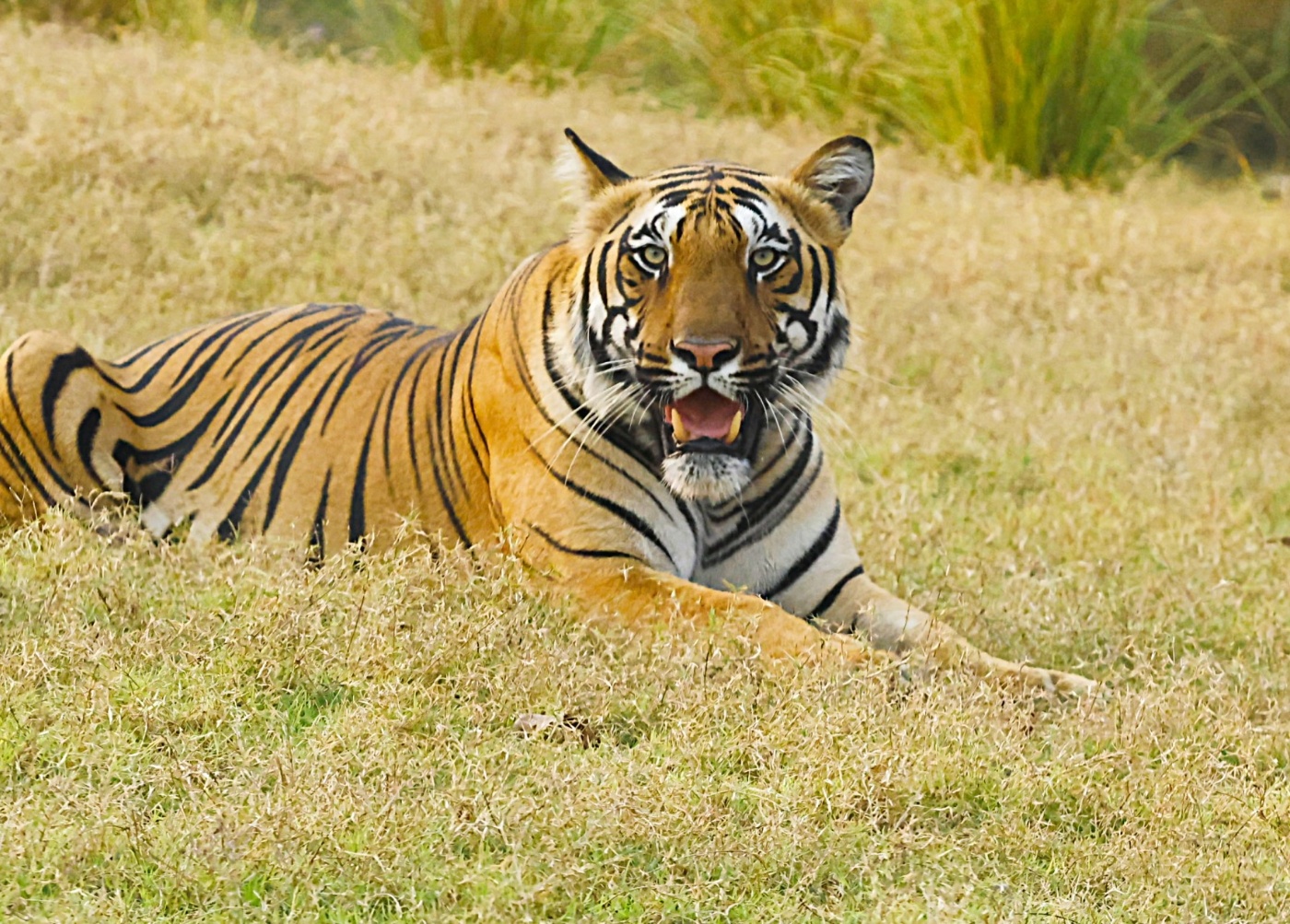 Nagpur