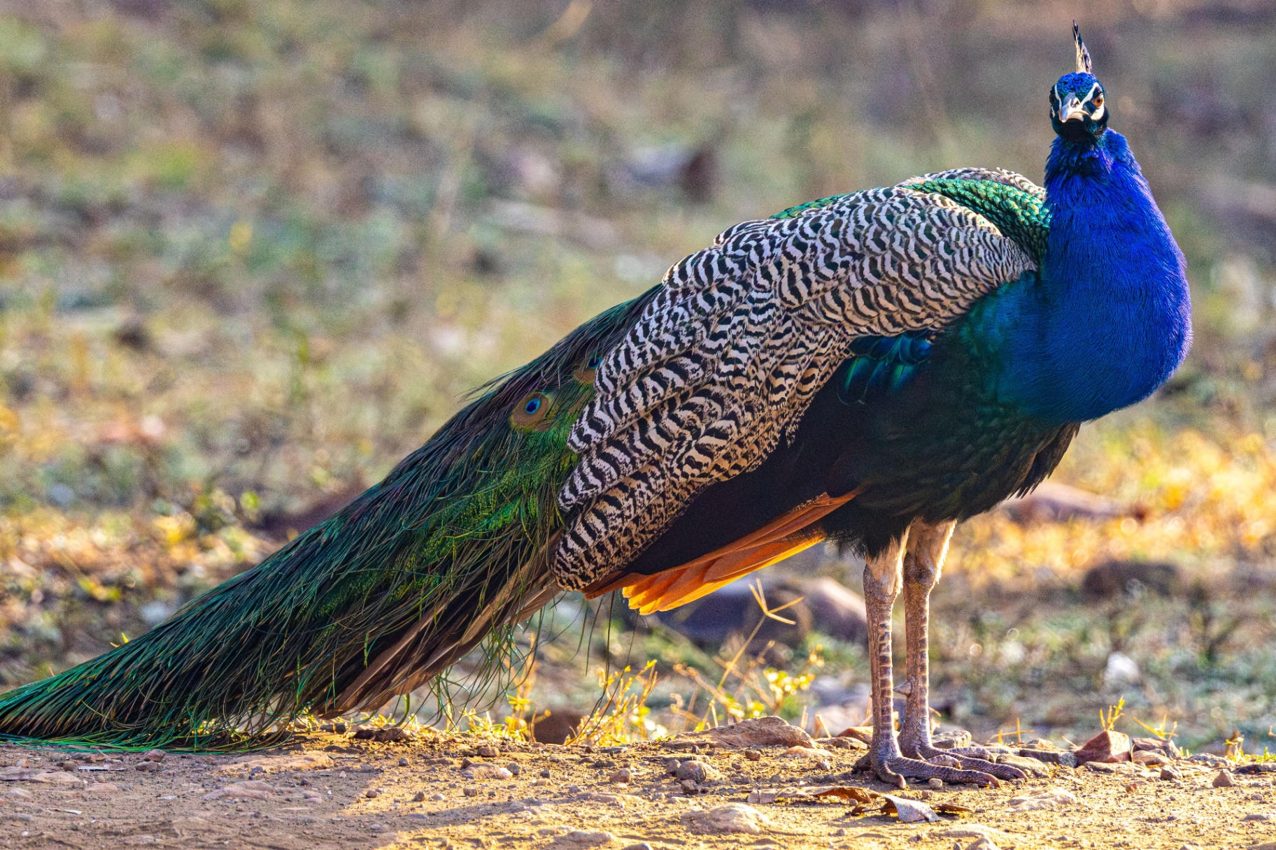 Inside Tadoba: A Zone-by-Zone Guide for First-Time Safari Goers