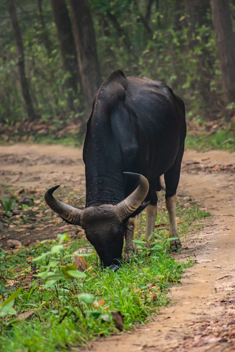 Kanha National Park & Tiger Reserve - wildlife sighting
