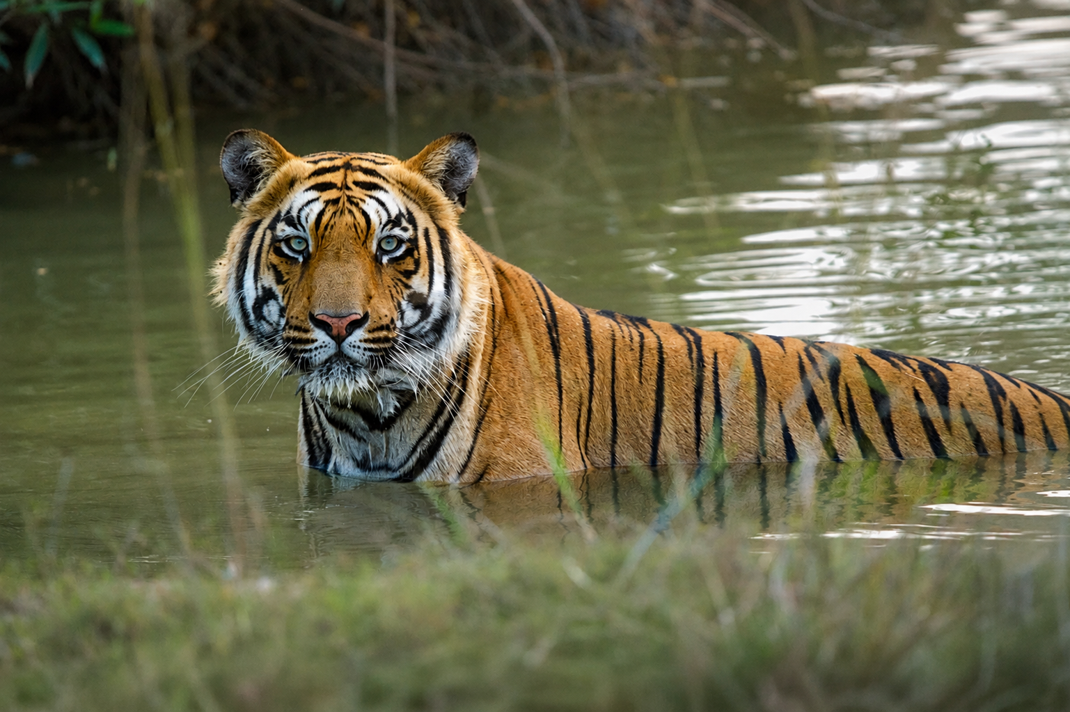 Tadoba Andhari Tiger Reserve - forest and wildlife