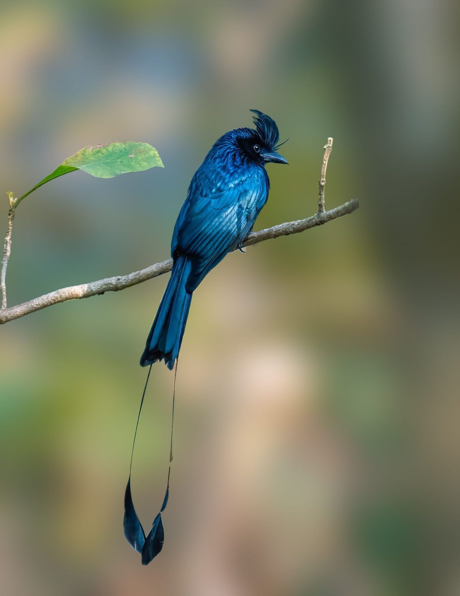 Pench National Park - wildlife sighting