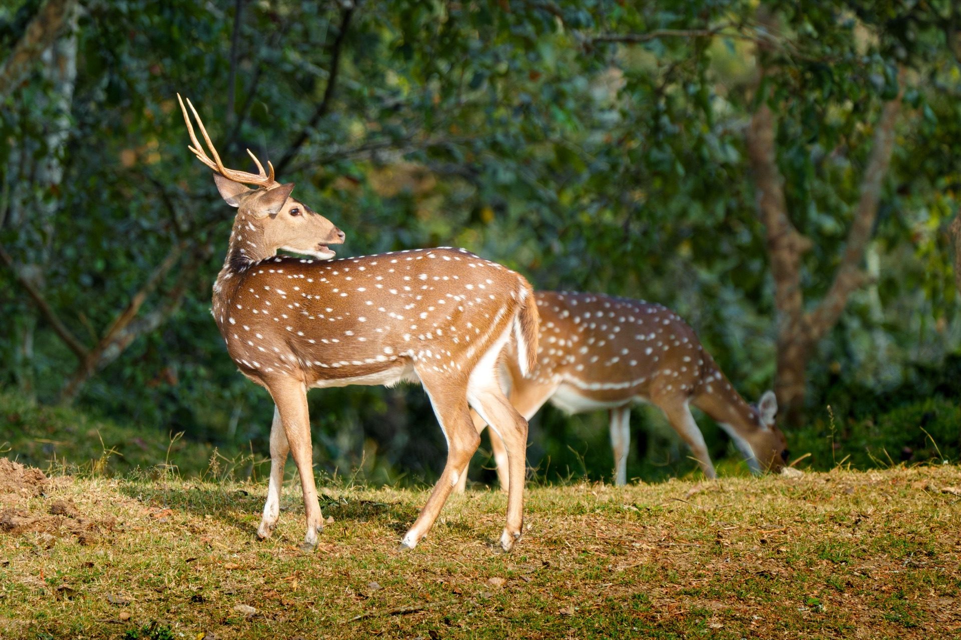 Arjun & Jamun