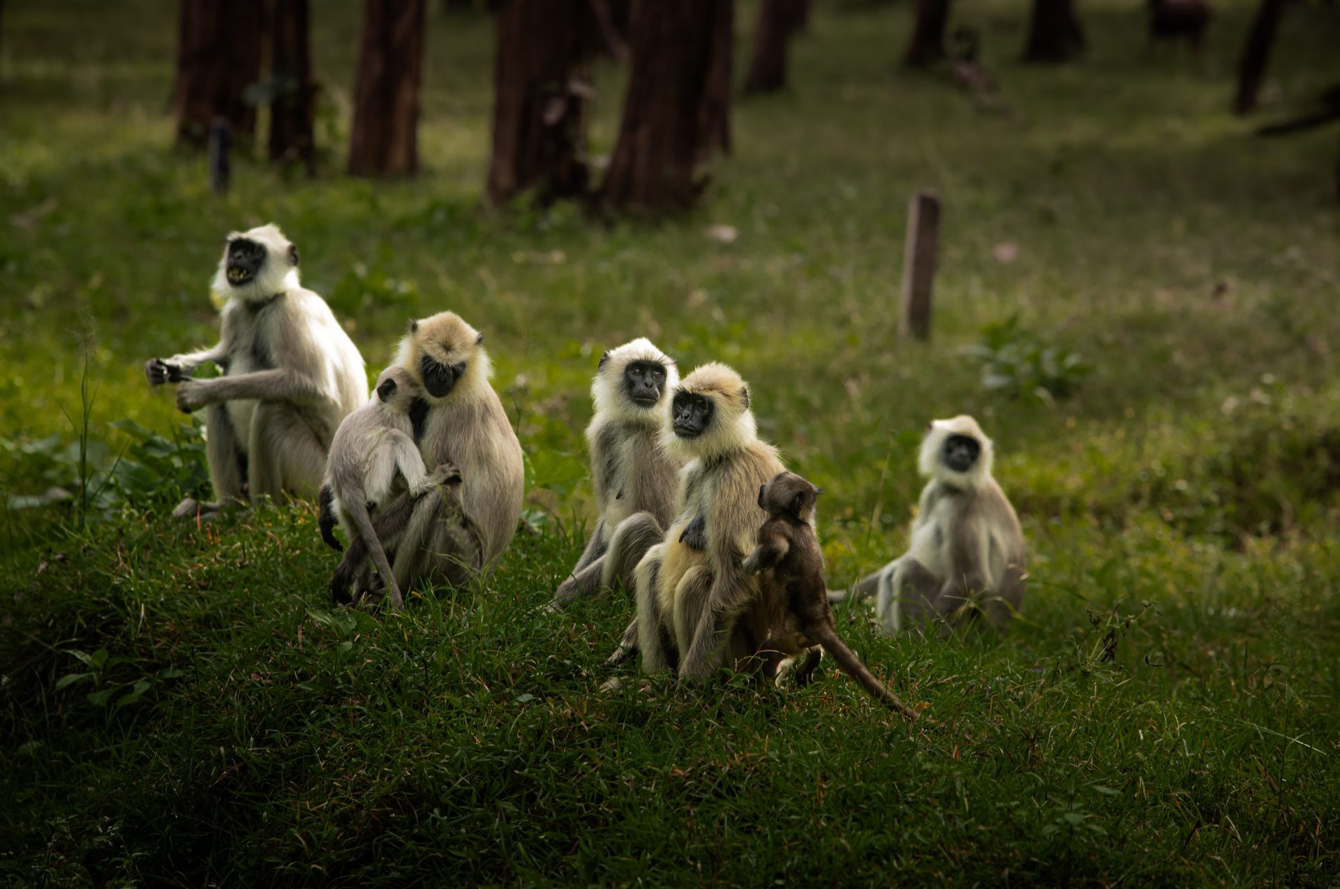 Langur & chital