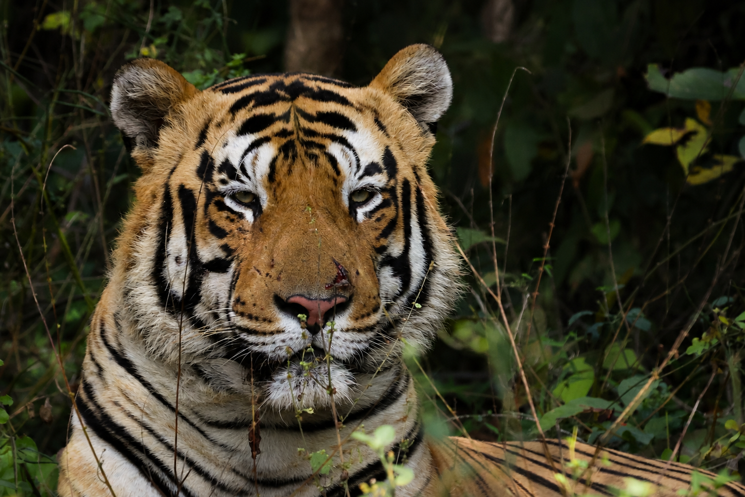 Best Tiger Sightings