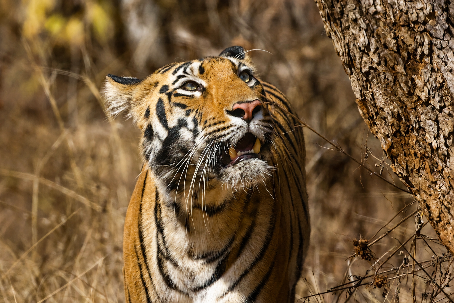 Unforgettable Wildlife Experiences