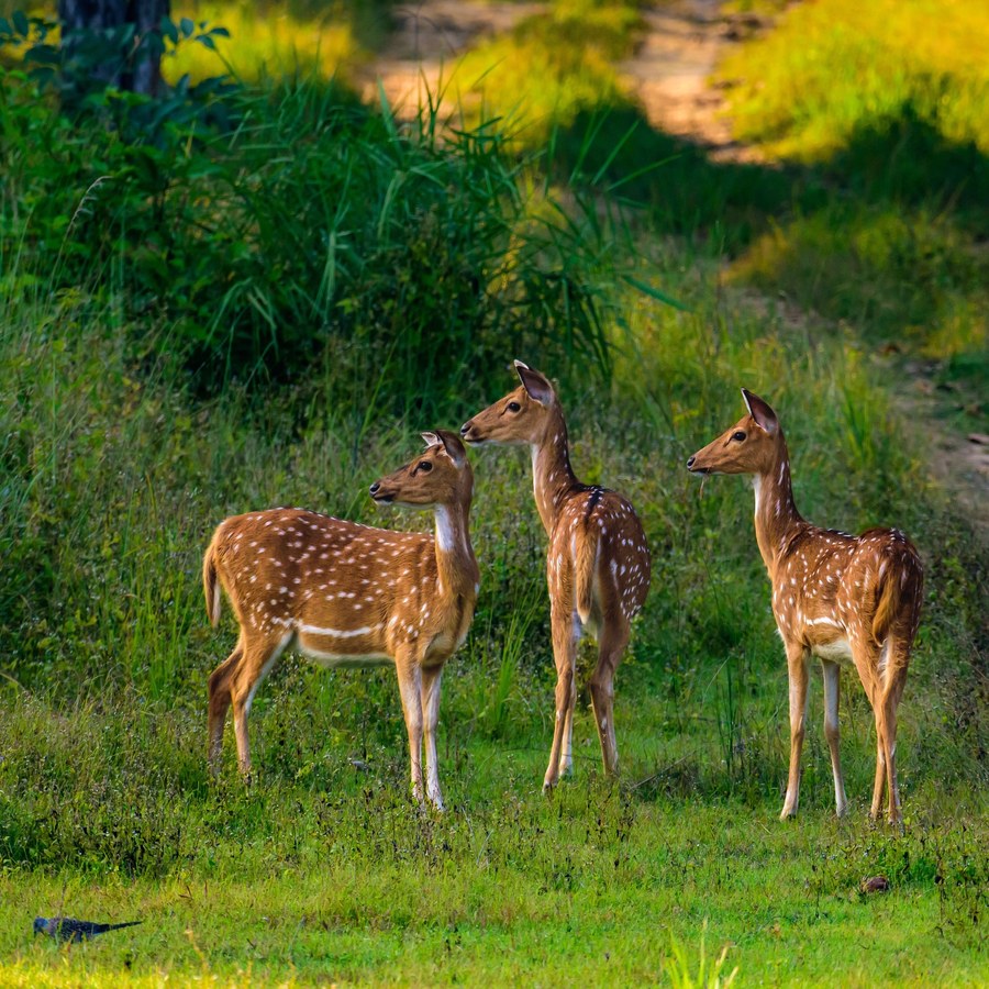 Kanha National Park & Tiger Reserve - wildlife sighting