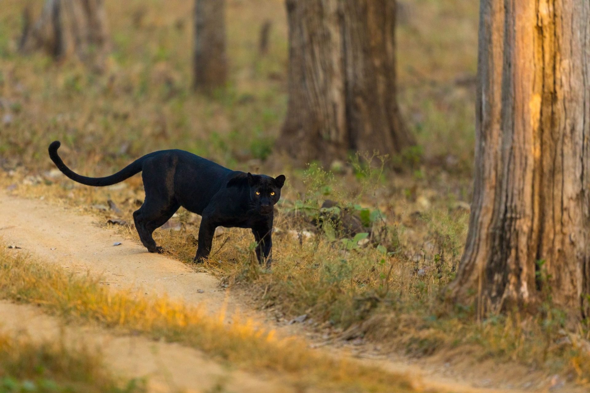 Pench National Park - wildlife sighting