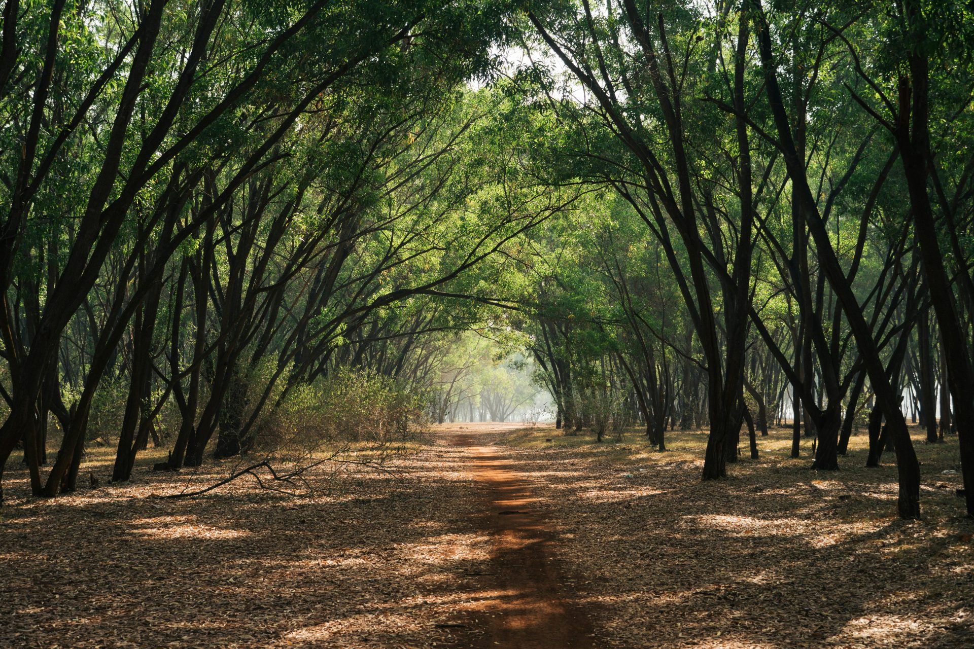 Pench National Park - wildlife sighting