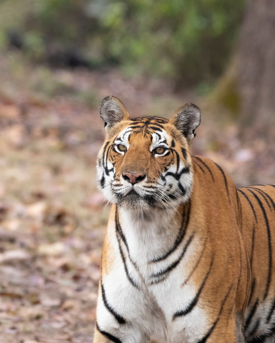 Kanha National Park & Tiger Reserve - forest and wildlife