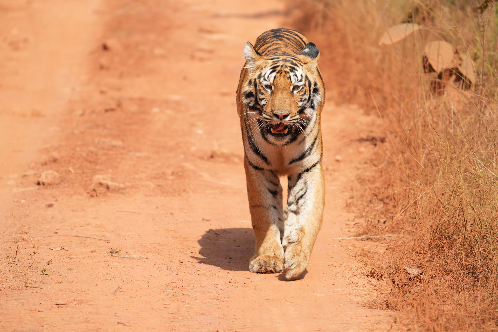 Wildlife Image 3