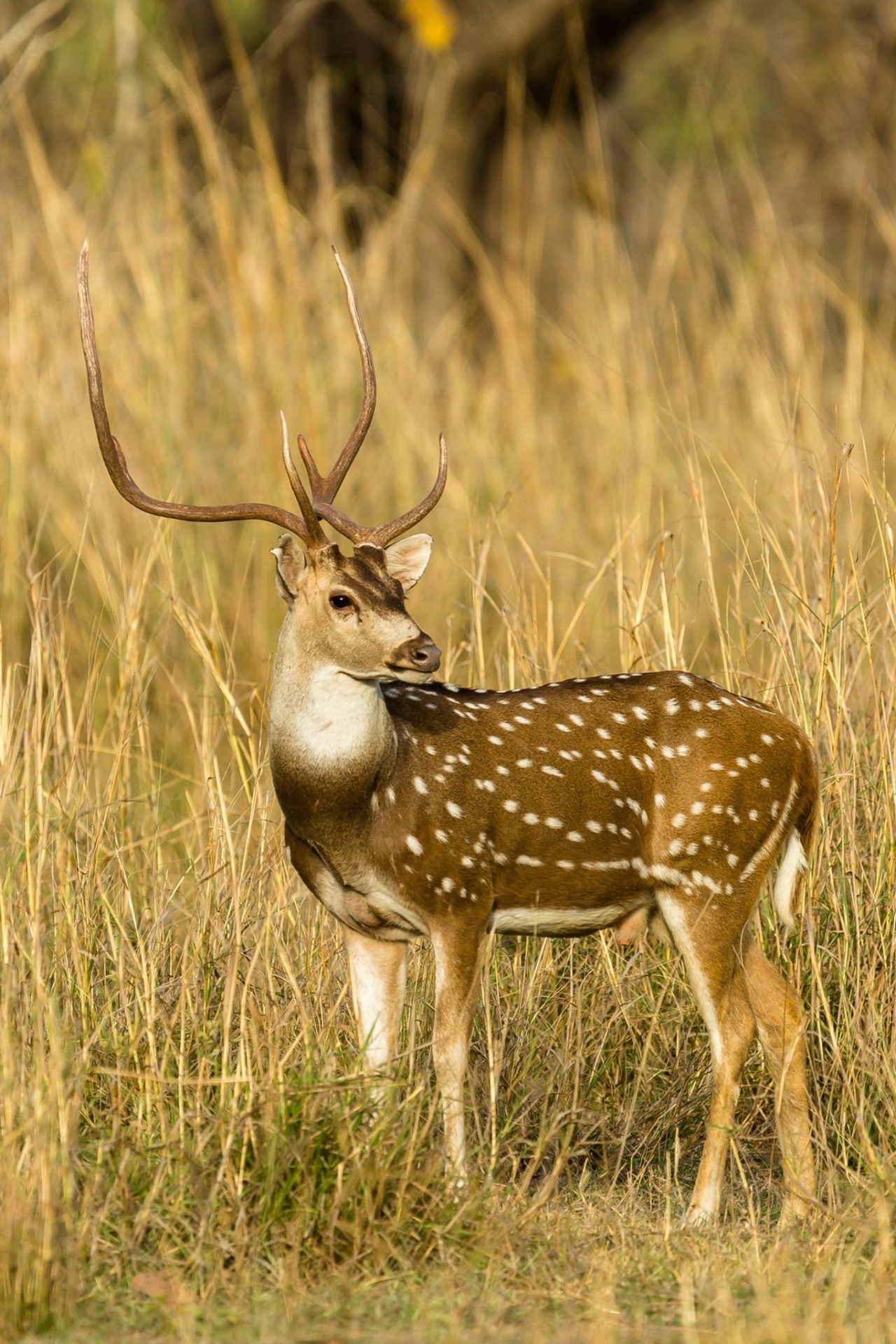 Pench National Park - wildlife sighting