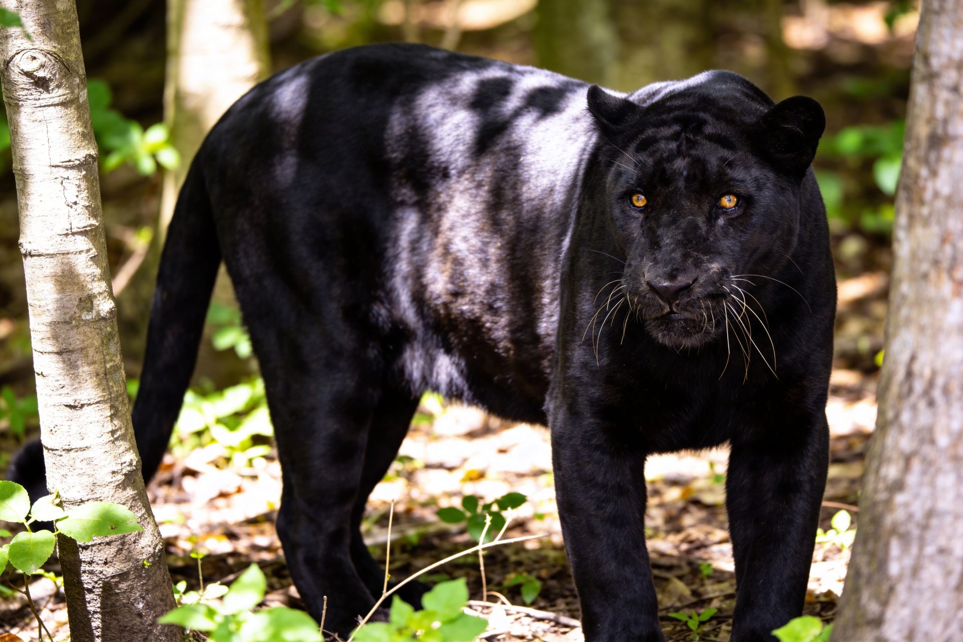 Pench National Park - forest and wildlife