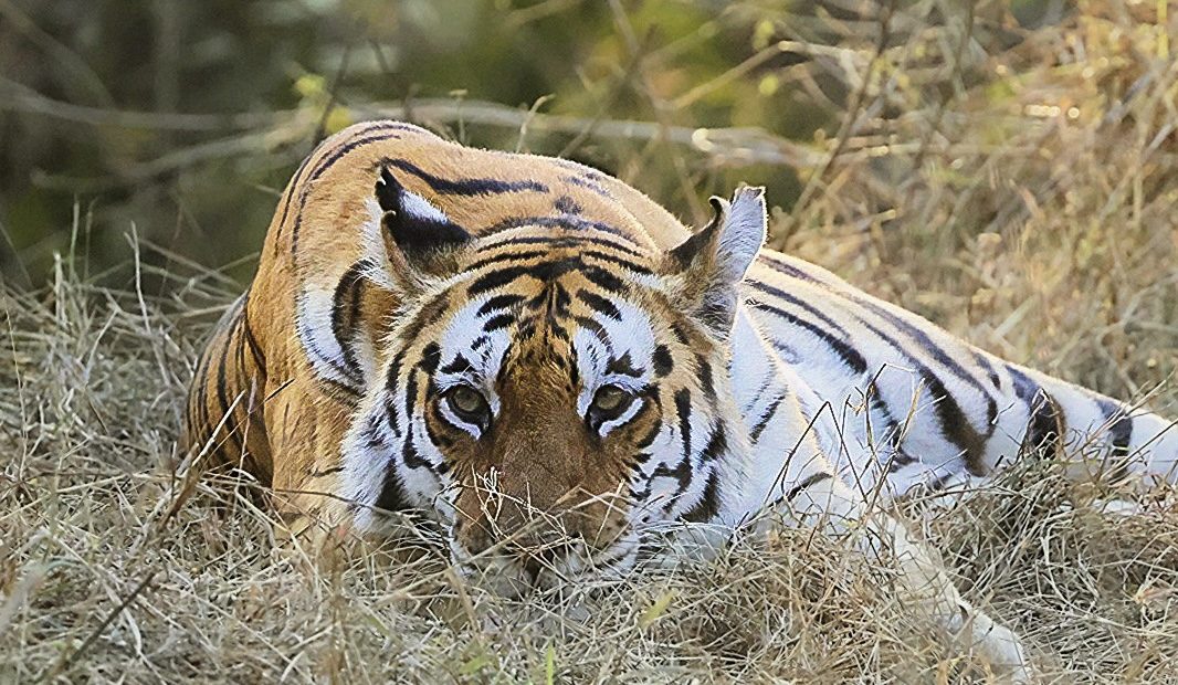 Pench National Park - forest and wildlife
