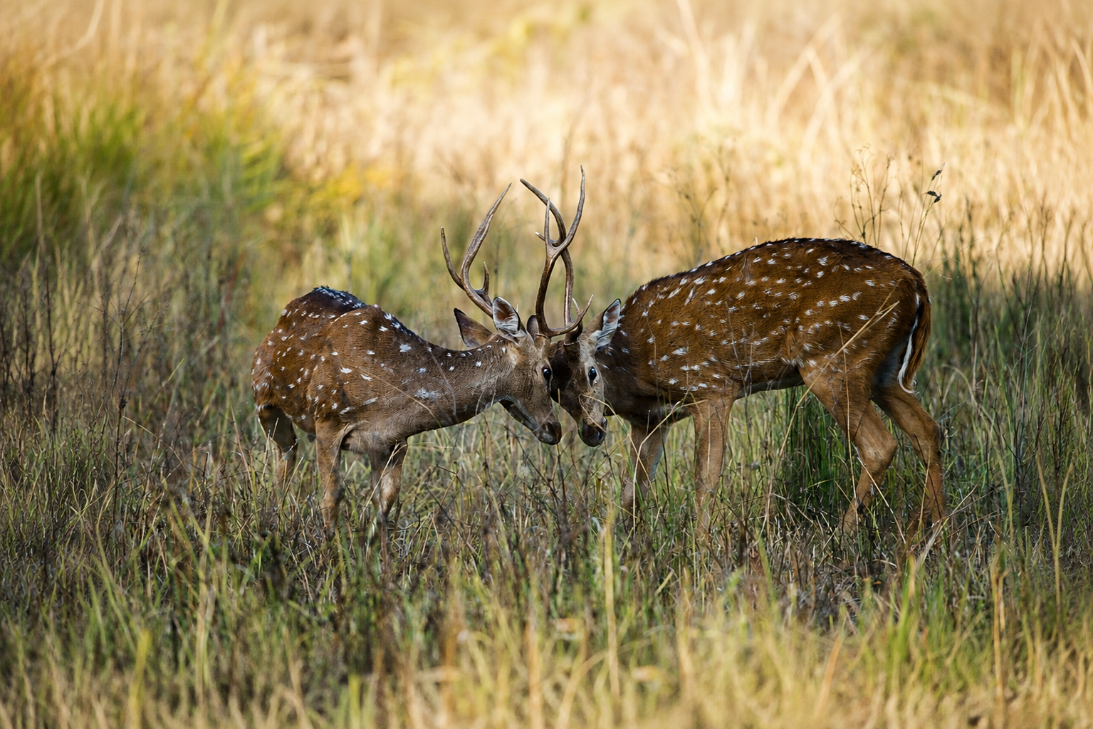 Kanha National Park & Tiger Reserve - wildlife sighting