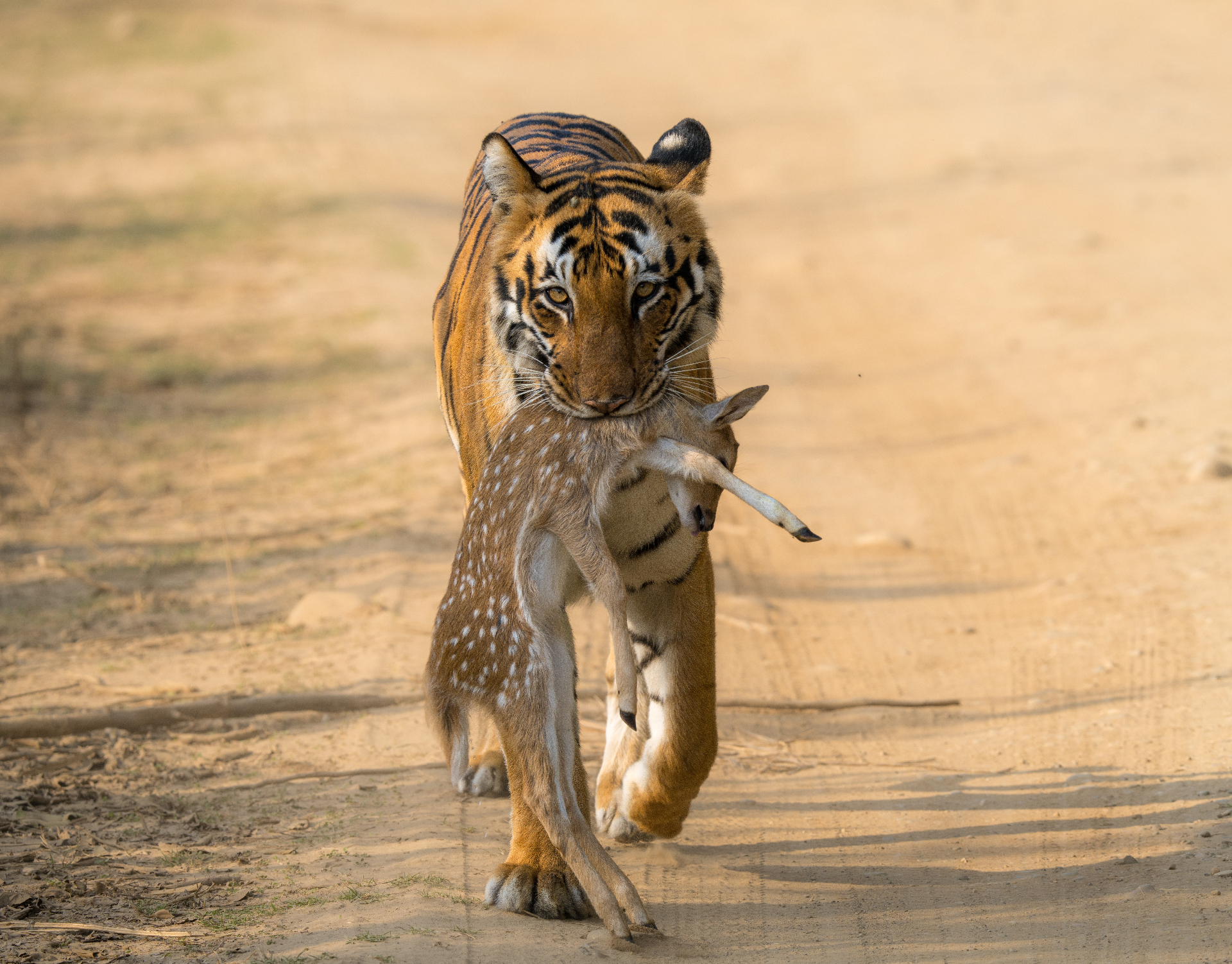 Wildlife Image 1