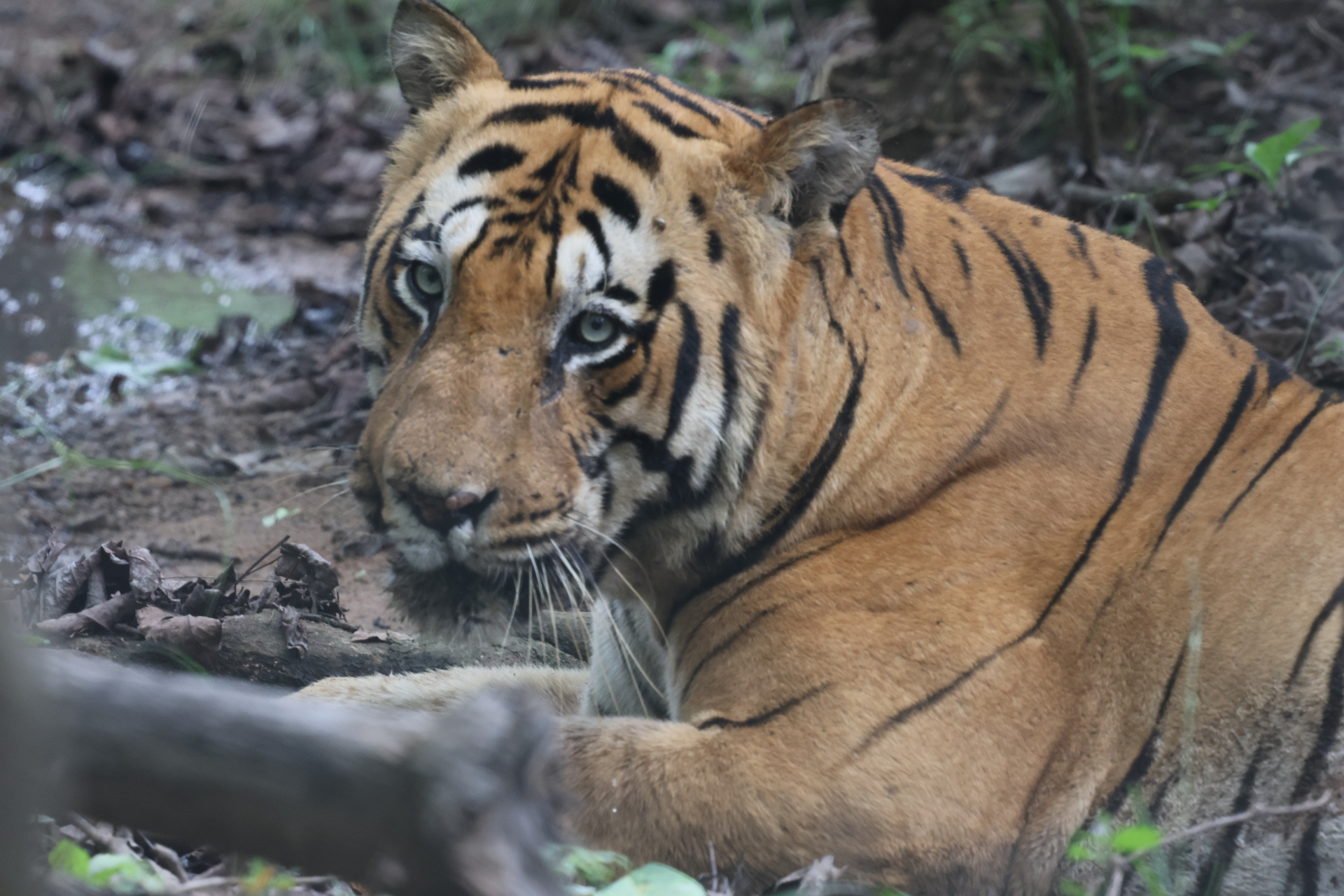 Wildlife Image 2