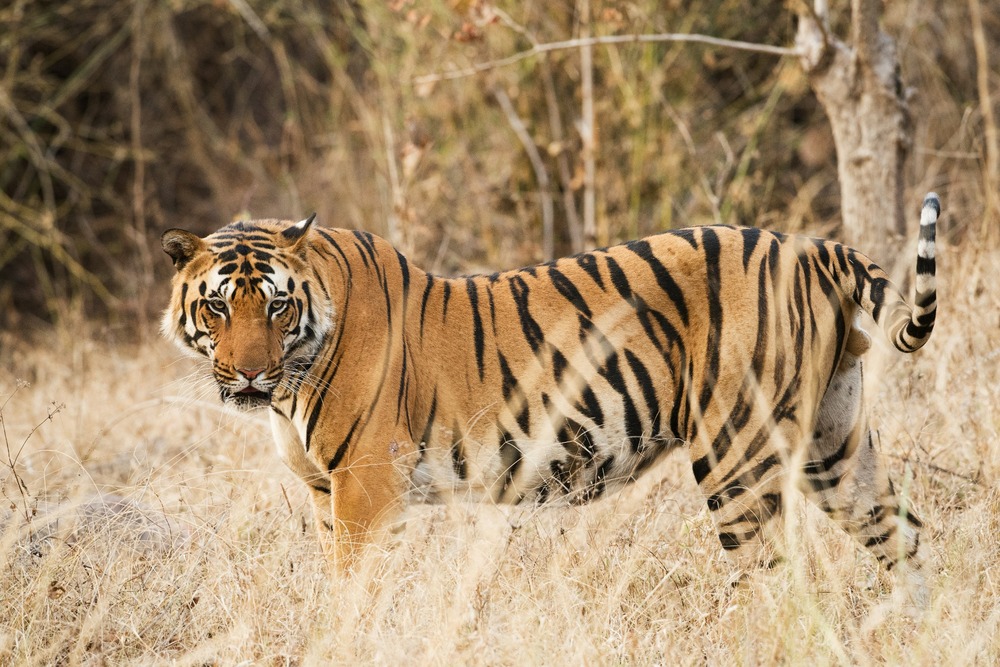 Kanha National Park & Tiger Reserve - forest and wildlife
