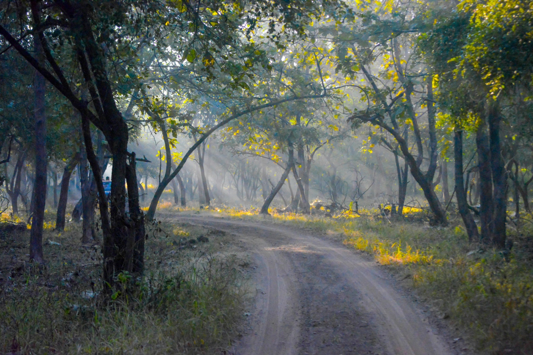 Mahua, Tendu, Arjun