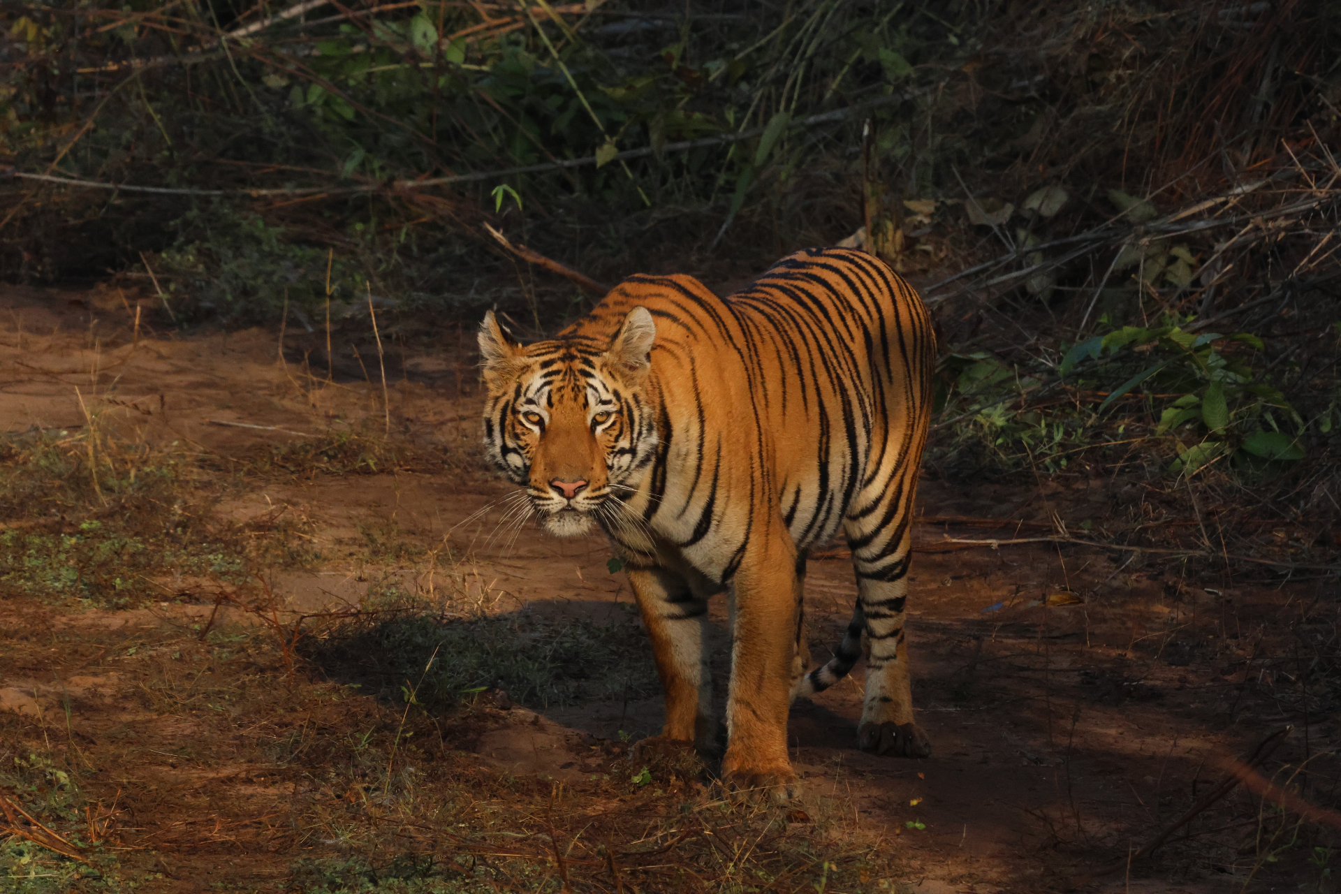 Wildlife